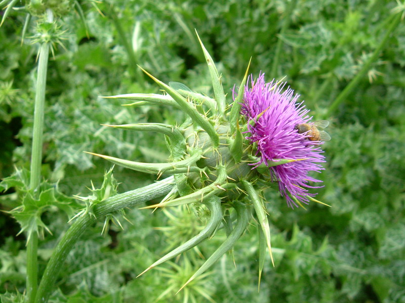 Silybum marianum / Cardo mariano